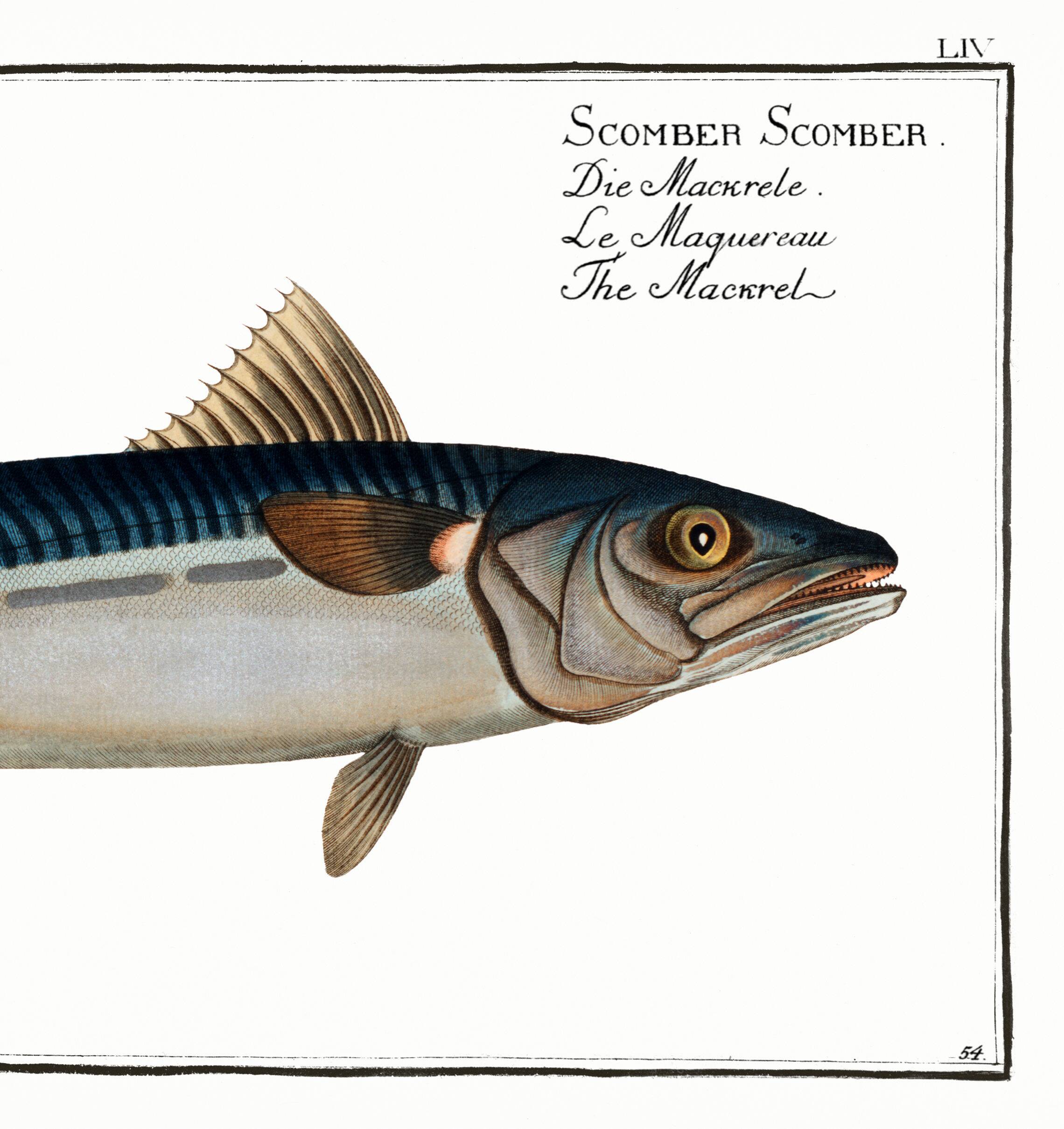 Poster about mackerel, based on an old engraving from 1746.