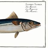 Poster about mackerel, based on an old engraving from 1746.