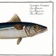 Poster about mackerel, based on an old engraving from 1746.
