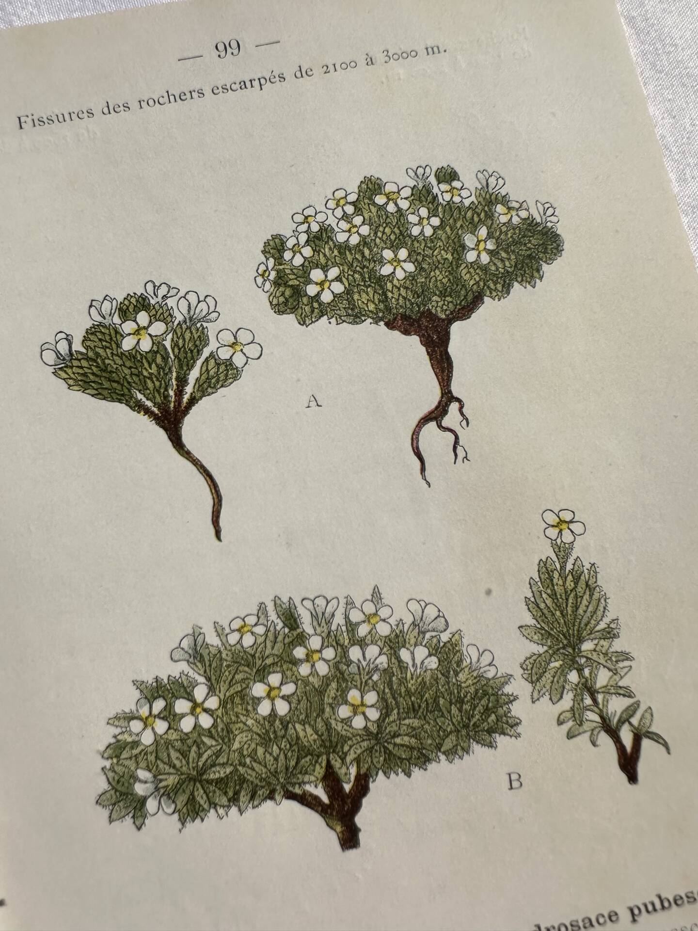 Naturalist Plate – 19th Century Botanical Engraving, Double-Sided