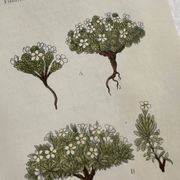 Planche Naturaliste – Gravure botanique ancienne 19eme  recto verso