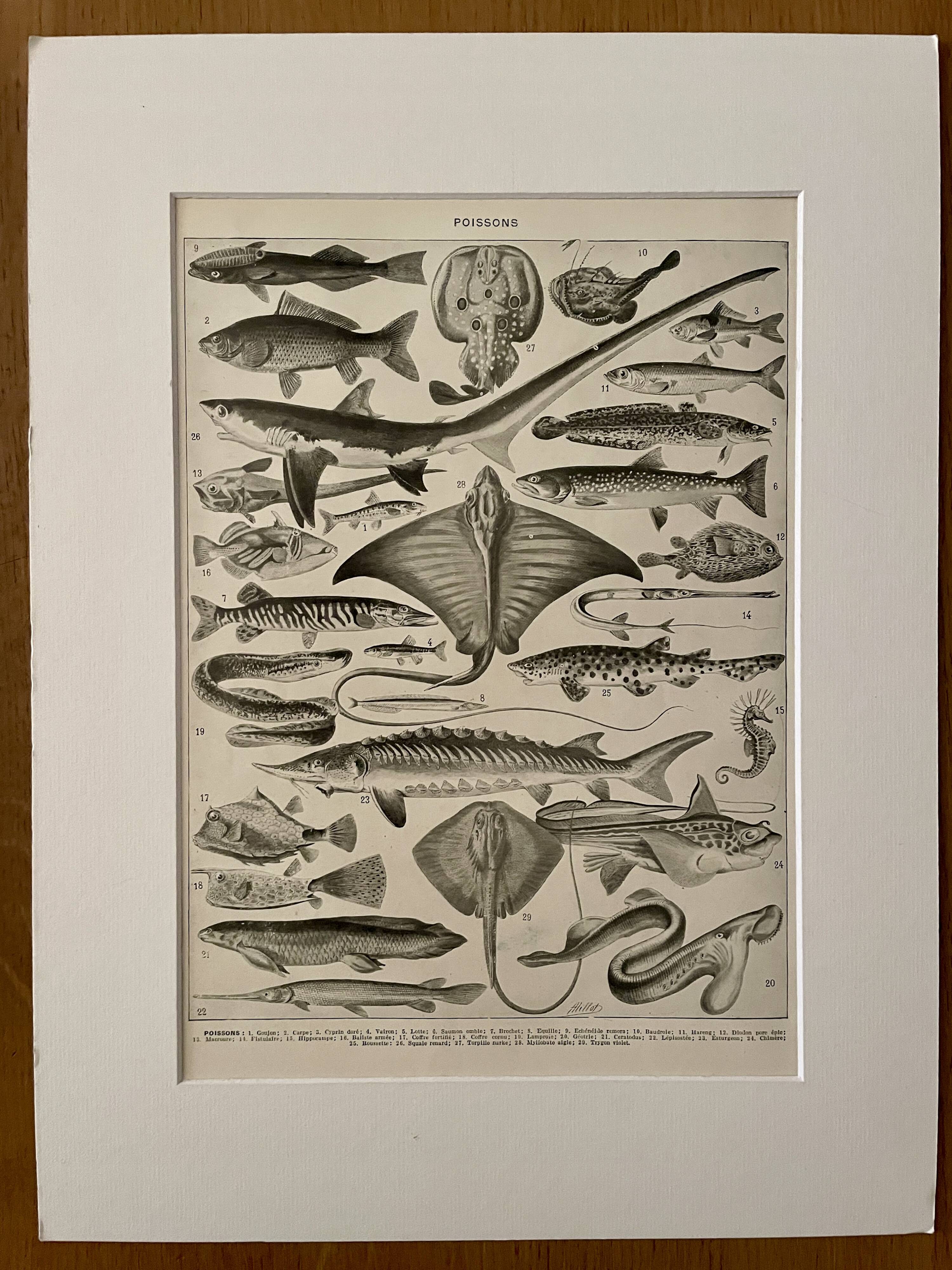 Lithographie sur les poissons - 1930