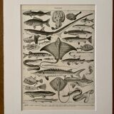 Lithograph on fish - 1930