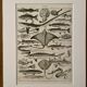 Lithograph on fish - 1930