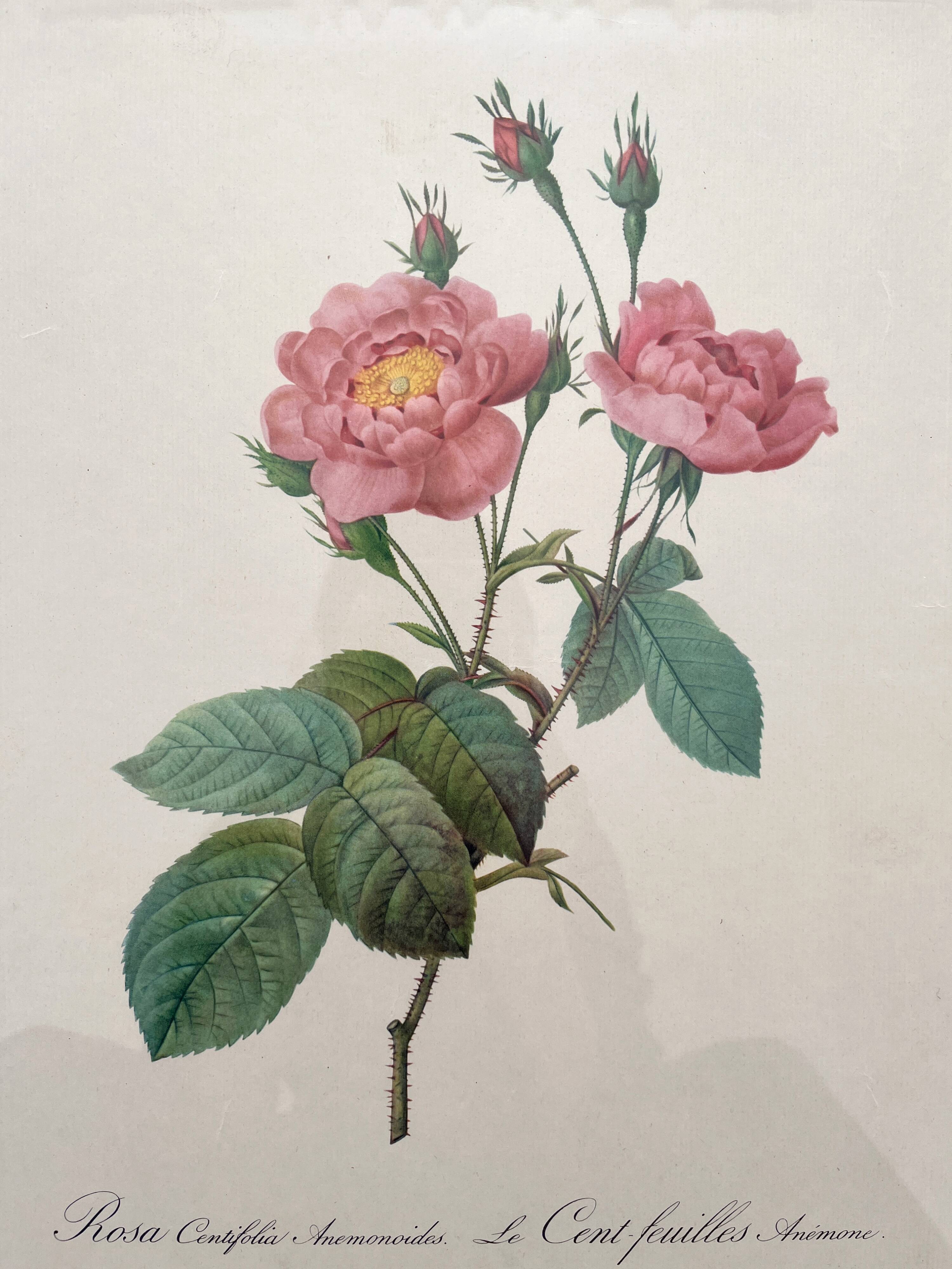 Framed lithograph roses Pierre Joseph Redouté, vintage botanical poster