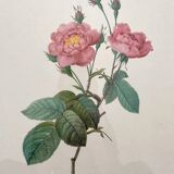 Framed lithograph roses Pierre Joseph Redouté, vintage botanical poster