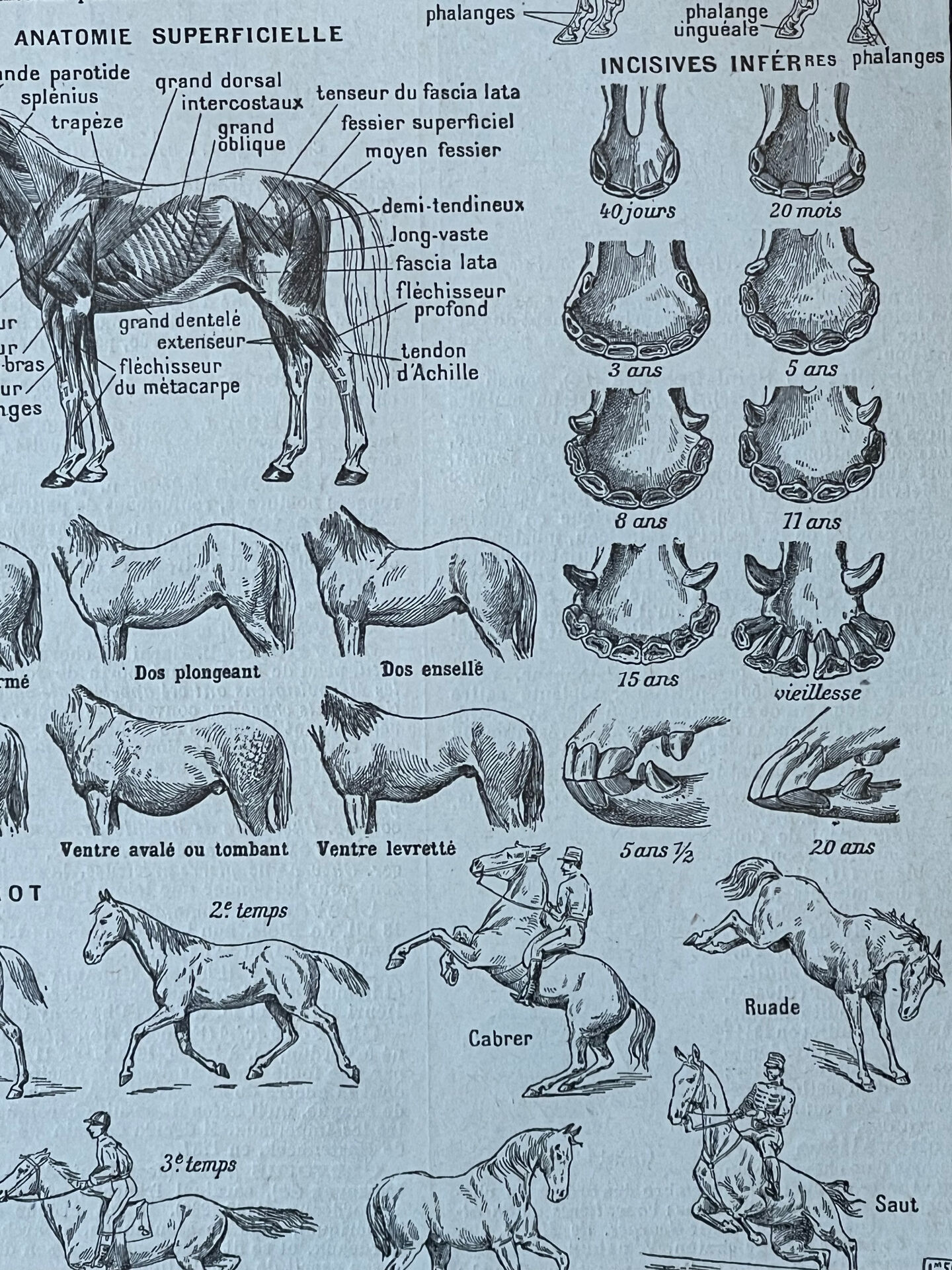 Planche “Cheval” - anatomie, allures, races 20x29cm