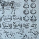 Planche “Cheval” - anatomie, allures, races 20x29cm