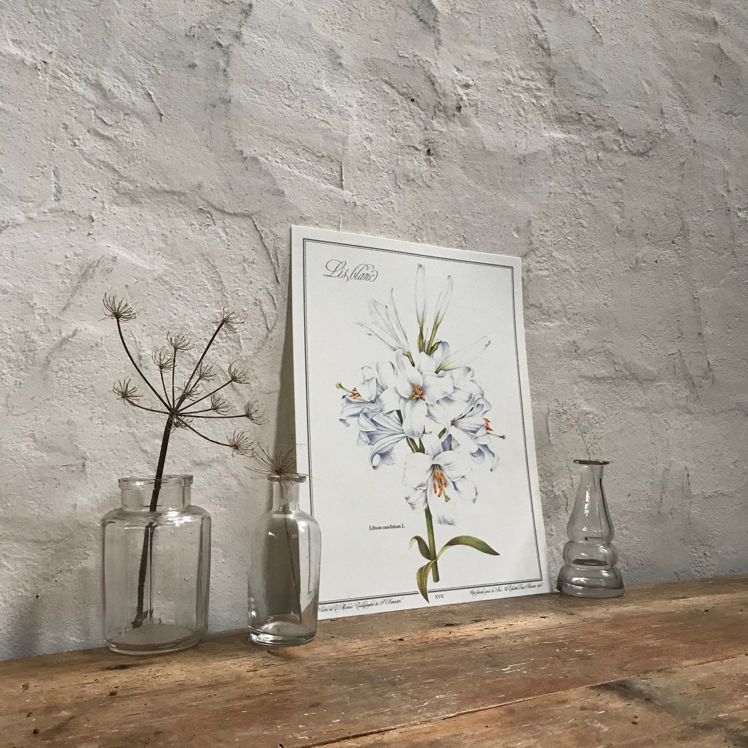 Botanical plank the White Lily