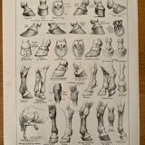 Lithographie sur l'anatomie du cheval (tête, croupe, sabots) - 1920
