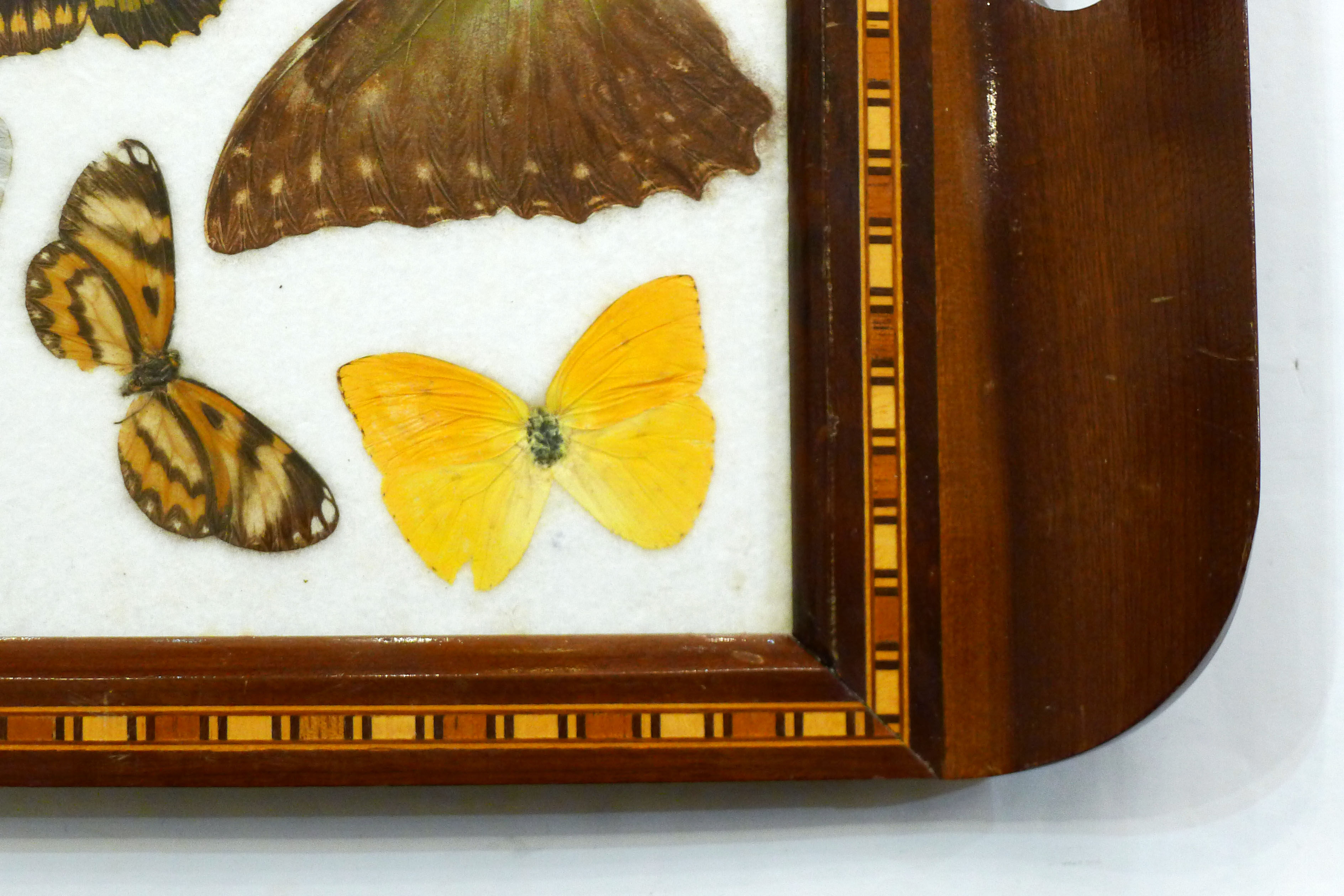 Butterfly tray