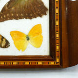 Butterfly tray