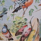 1930 Original lithograph on birds, parrots