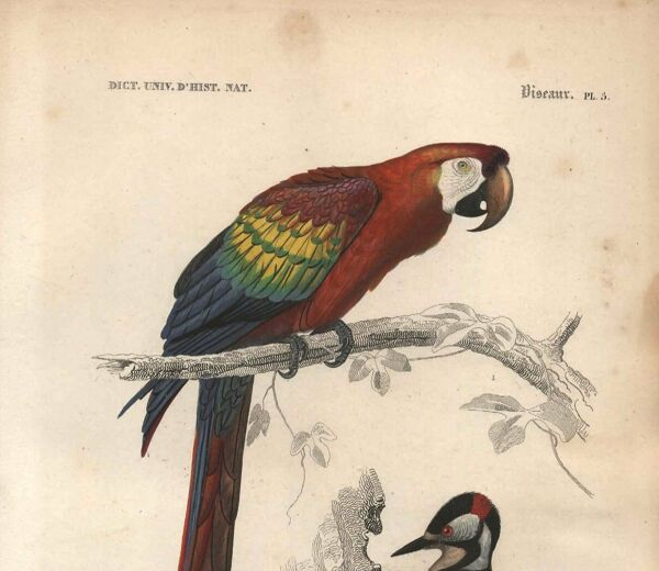 Gravure ancienne 1849 - Ara par E.Travies - Lithographie perroquet vintage