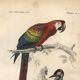 Antique engraving 1849 - Macaw by E. Travies - Vintage parrot lithograph