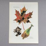 Botanical Illustration Mushrooms Rhythm Vintage Print 60s