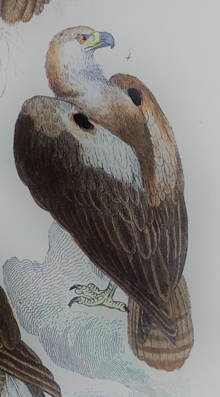 Original ornithological plate "Eagle - Common Eagle - &c..." Buffon 1836