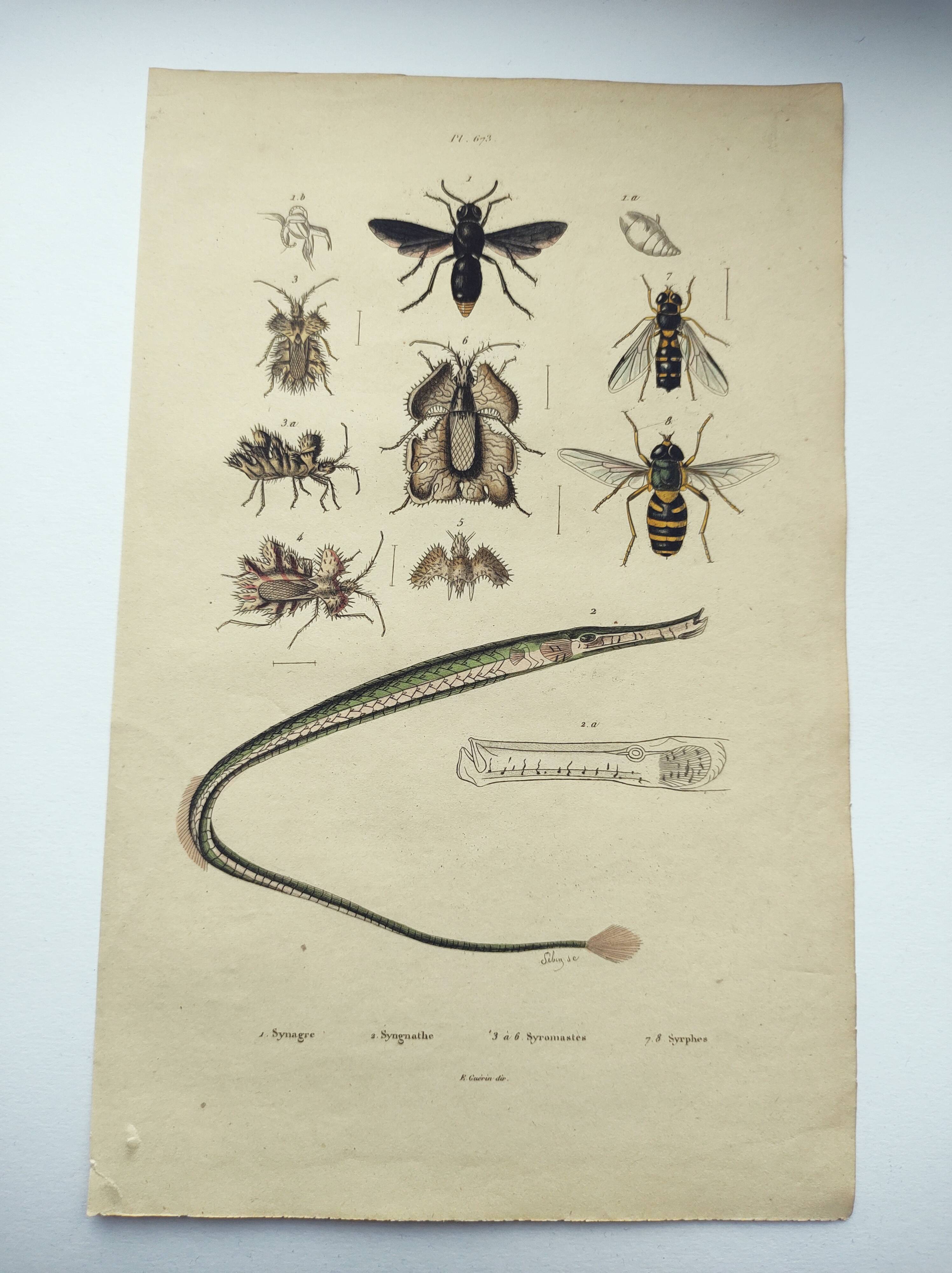 Gravure ancienne de 1838 -Syngnathe anguille- Planche coloriée à la main zoologique et abeille