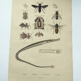 Old engraving from 1838 - Eel pipefish - Zoological and bee hand-colored board