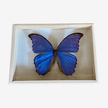 Butterfly frame morpho didius - c