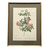 Pink botanical lithograph