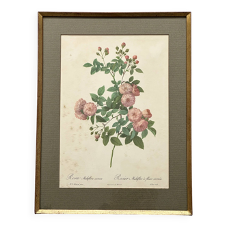 Lithographie botanique rose