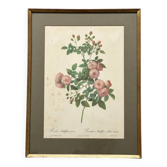 Pink botanical lithograph