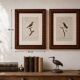 Ornithological engravings Audebert & Vieillot 1802 framed 50x40 cm
