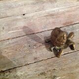 Brass turtle ashtray