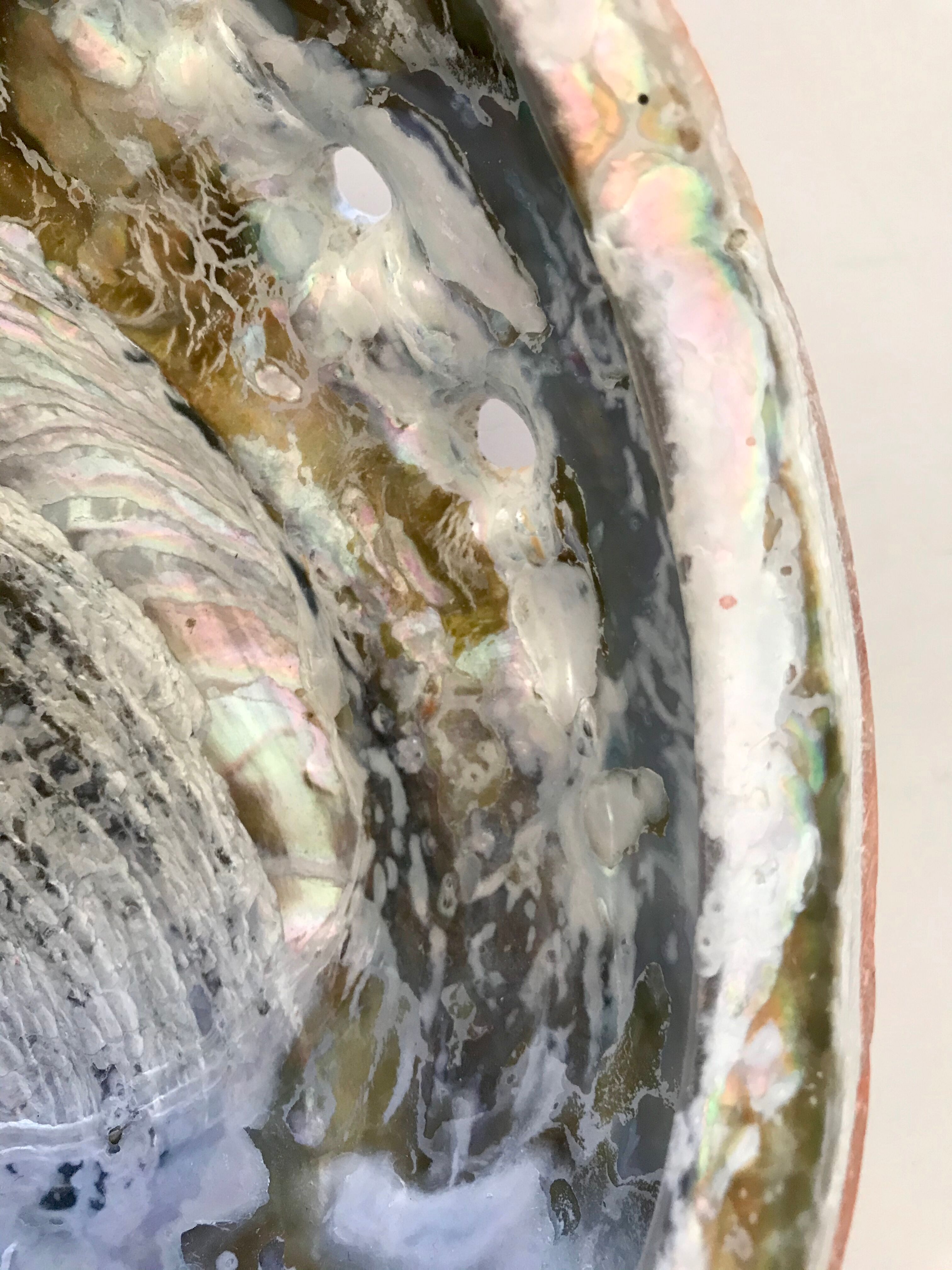 Shell trinket bowl in mother-of-pearl