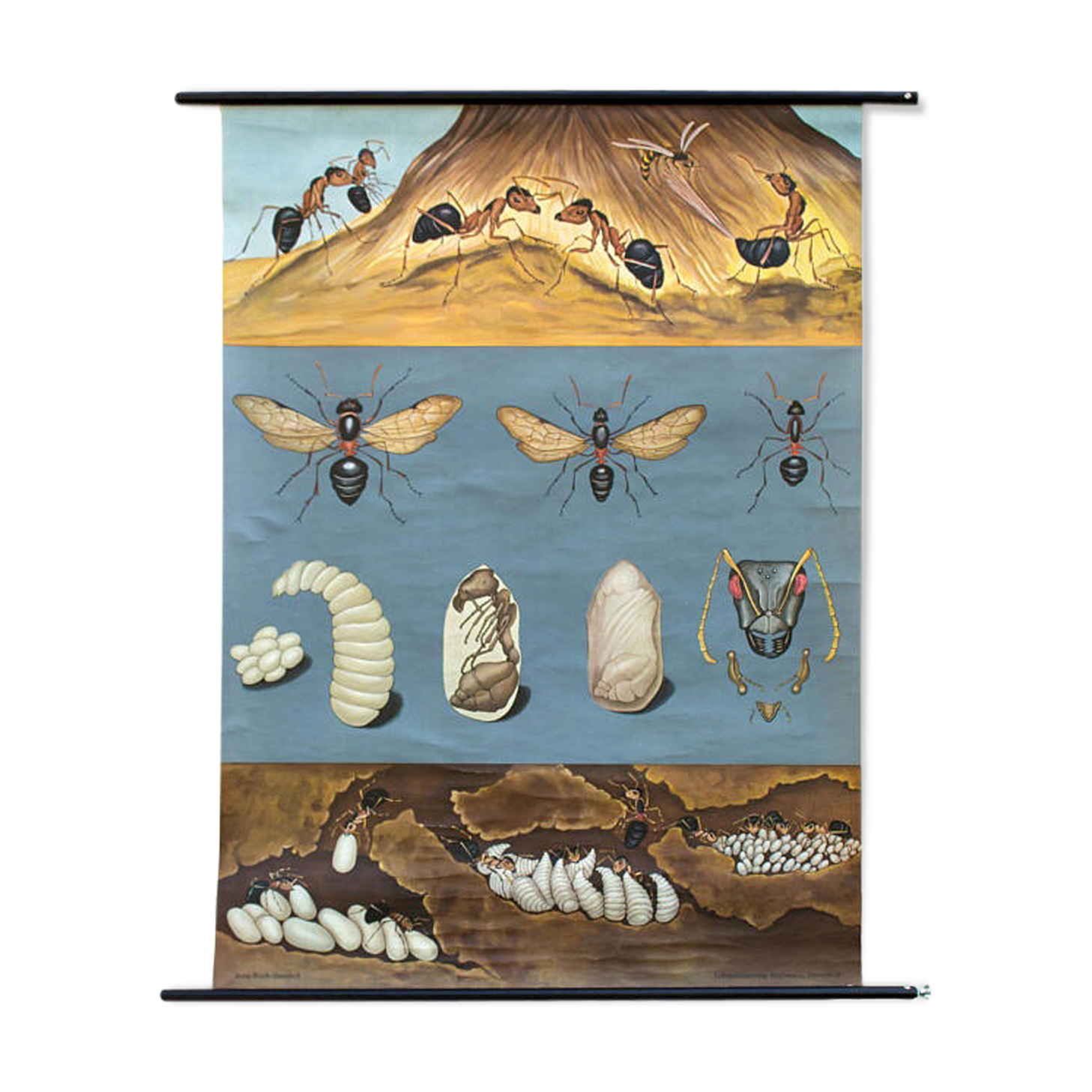 Wall poster of the school of Jung-Koch-Quentell "ants" 1970