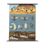 Wall poster of the school of Jung-Koch-Quentell "ants" 1970