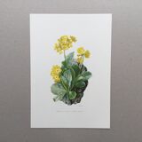 Affiche botanique Fleur  Illustration ancienne années 60