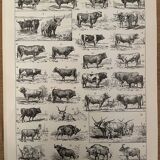 Lithograph engraving on beef from 1897