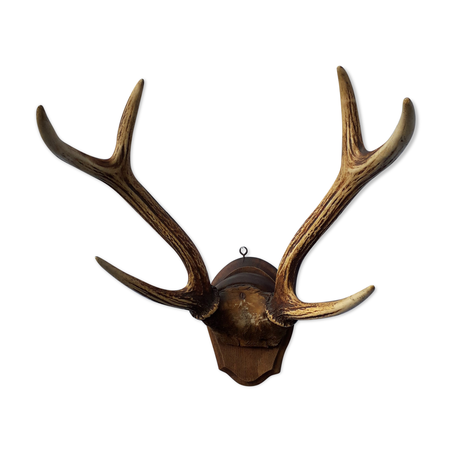 Slaughter of deer on coat of arms