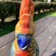 Pitcher Parrot Slip St Clement