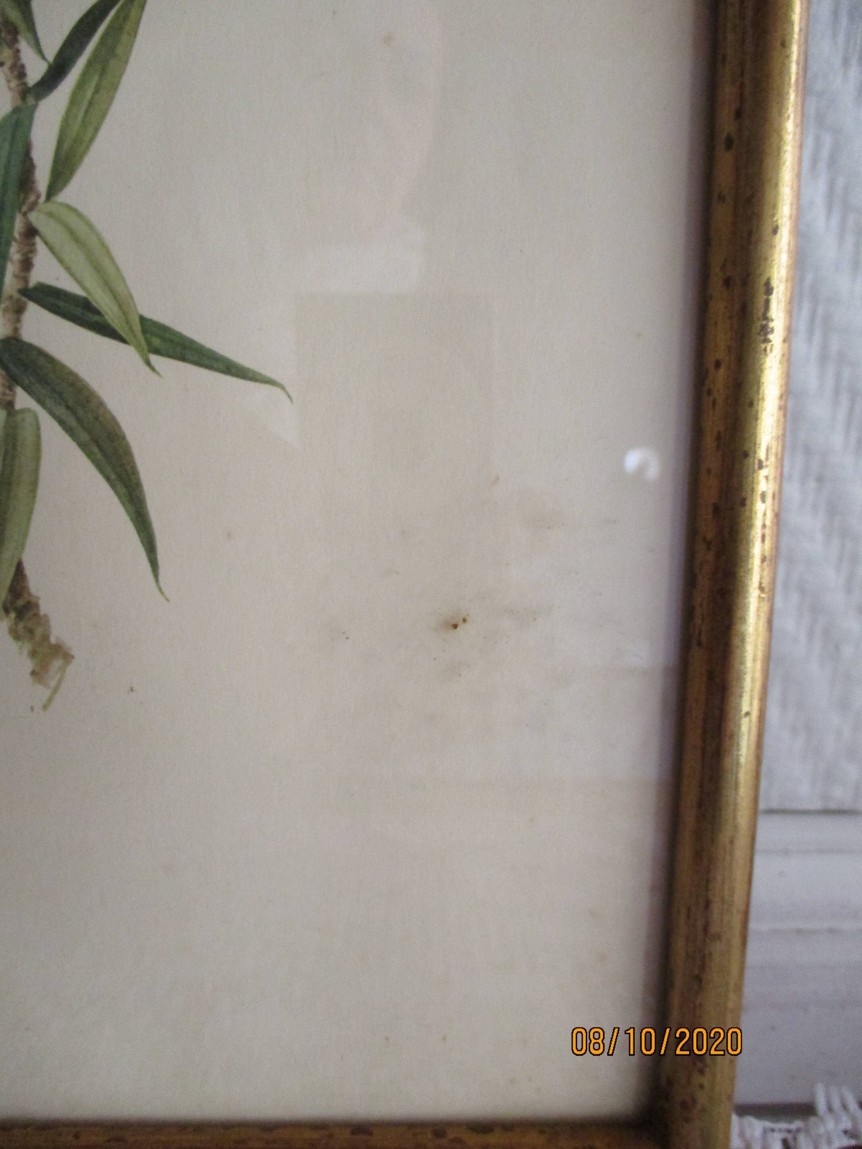 Bird lithographs by Marlin 1950