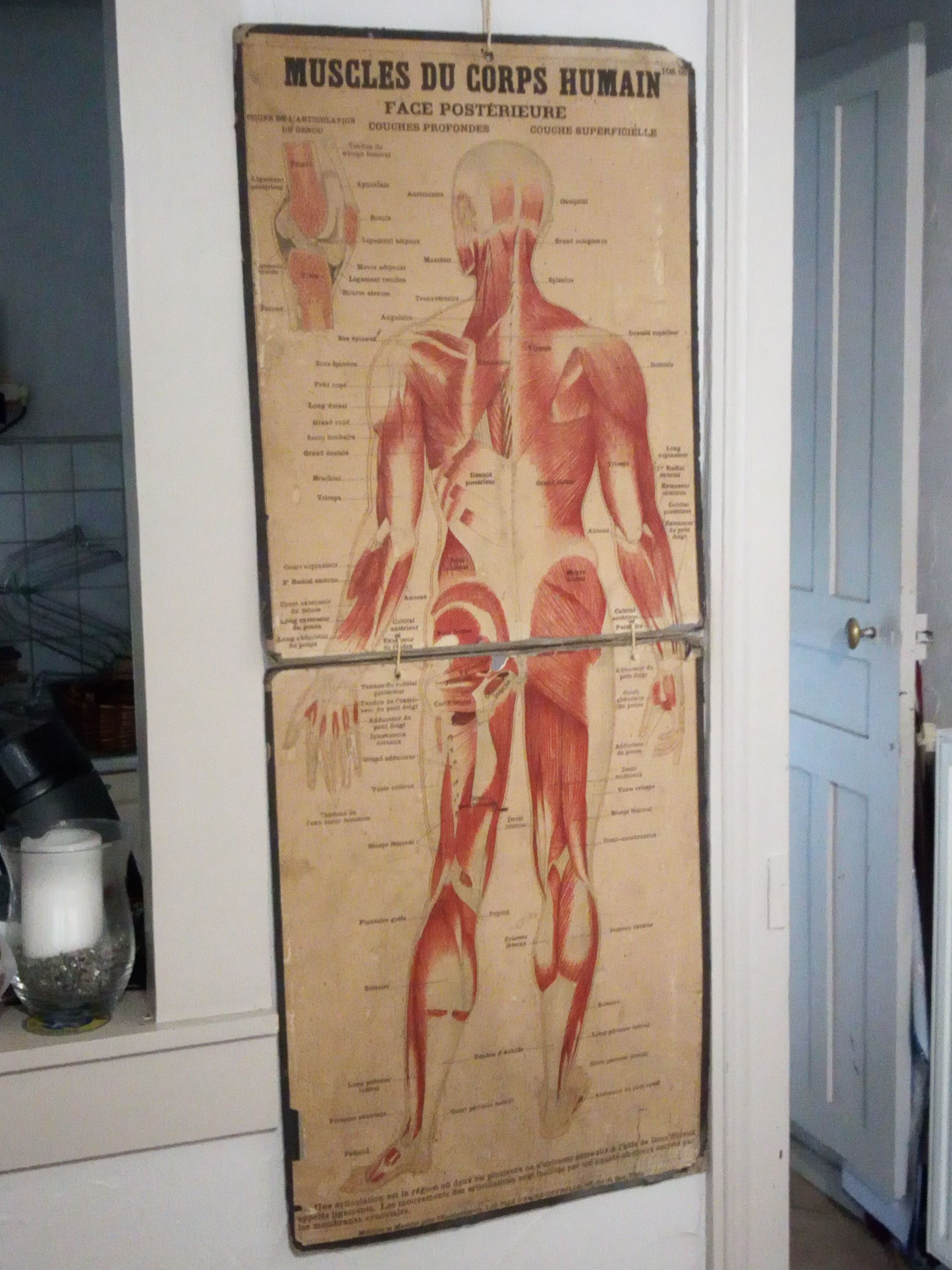 Series of anatomical boards