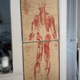 Series of anatomical boards