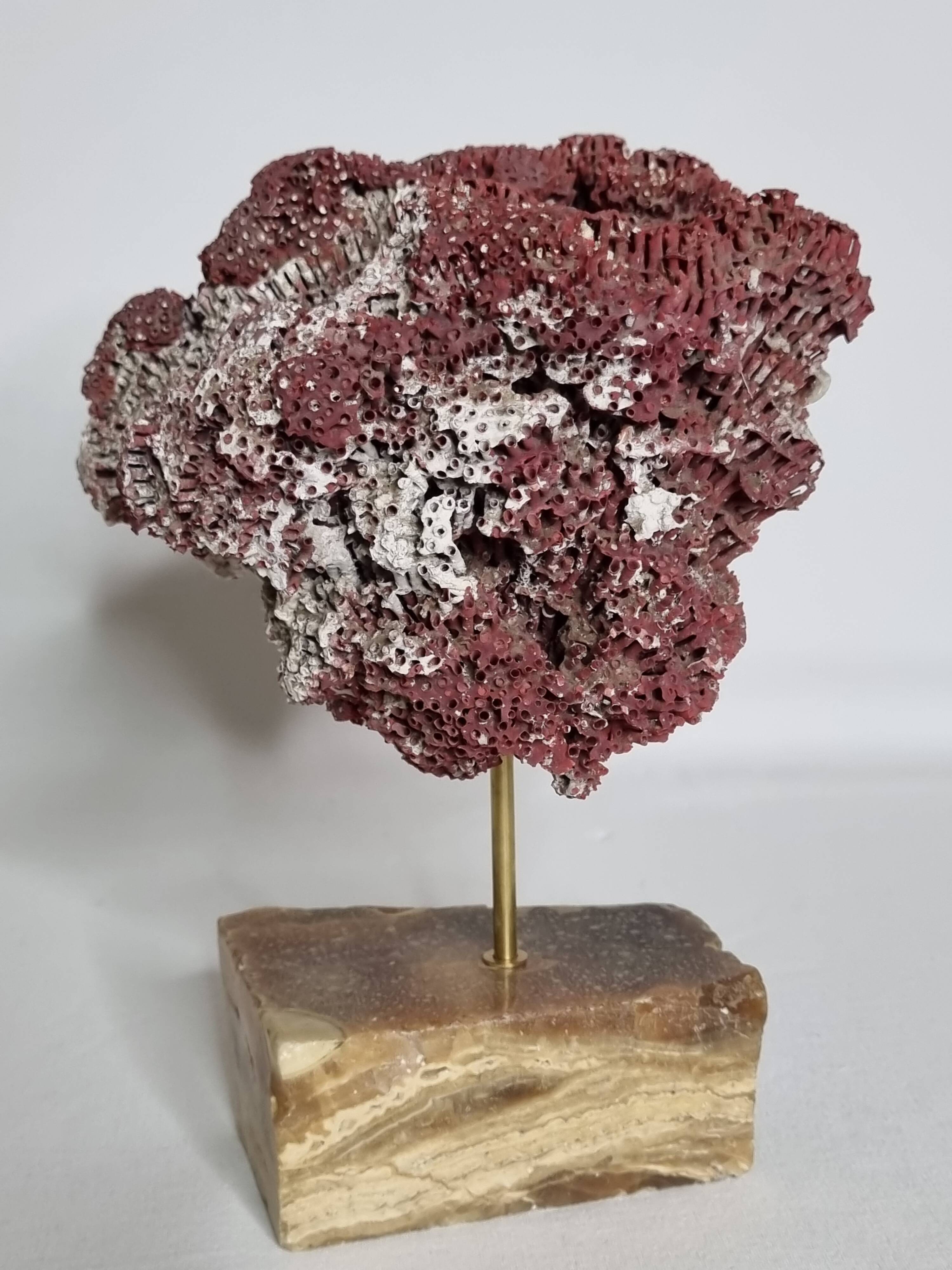 Ornamental coral on base Tubipora musica, 22 cm