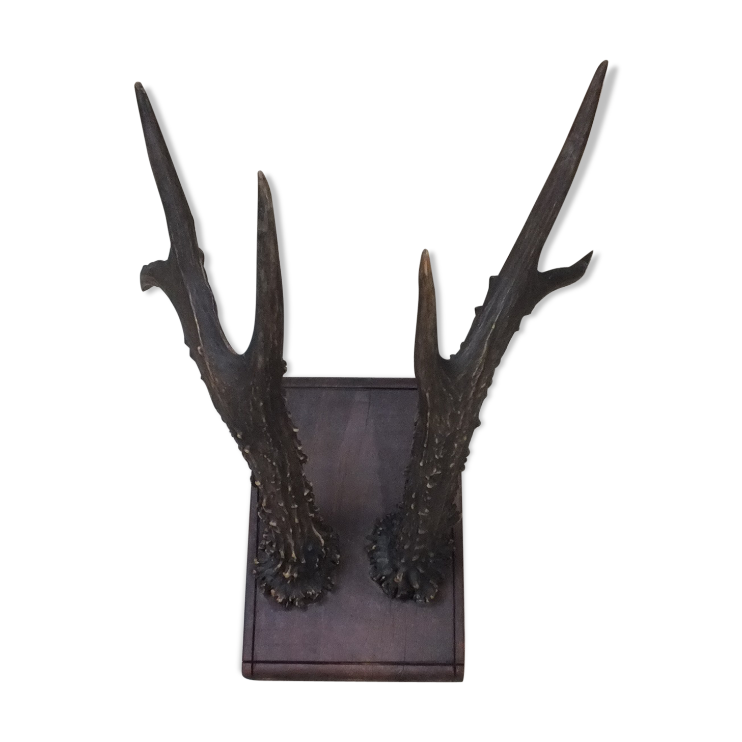 Hunting trophy, deer antler