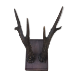 Hunting trophy, deer antler