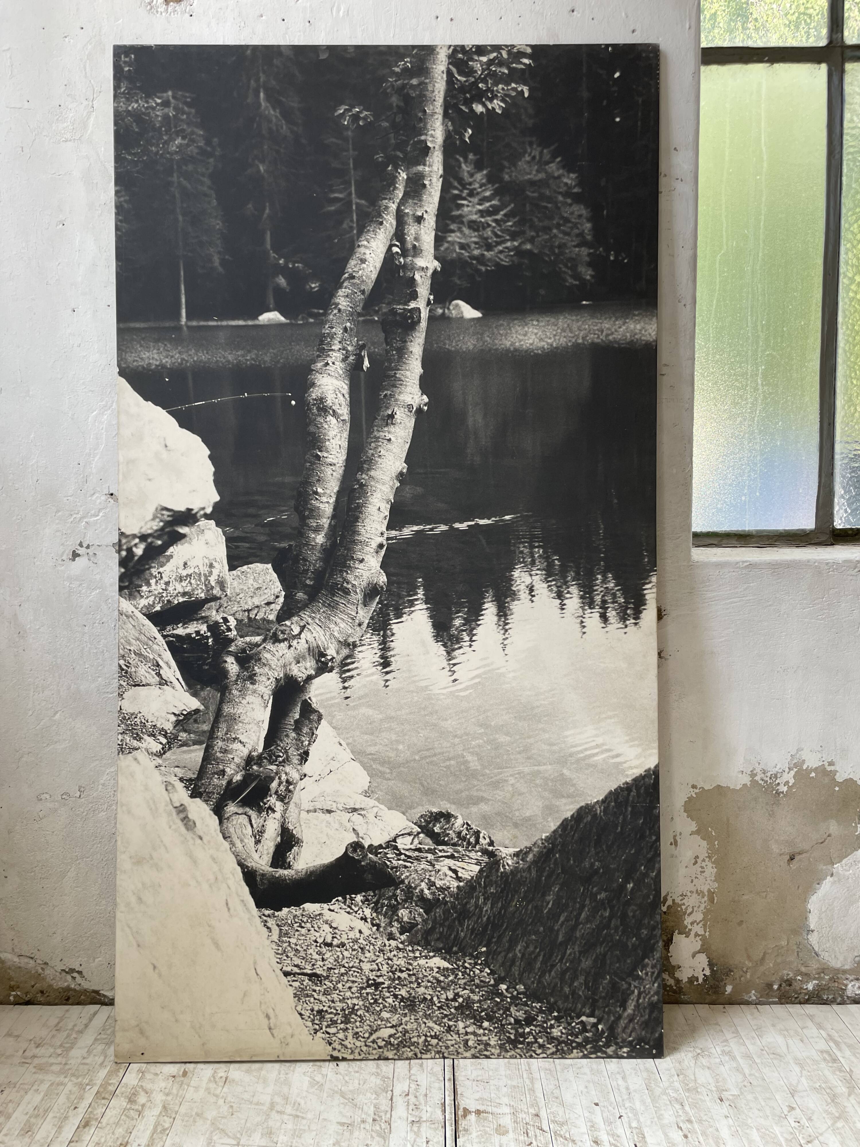 Old XXL black and white tree photograph
