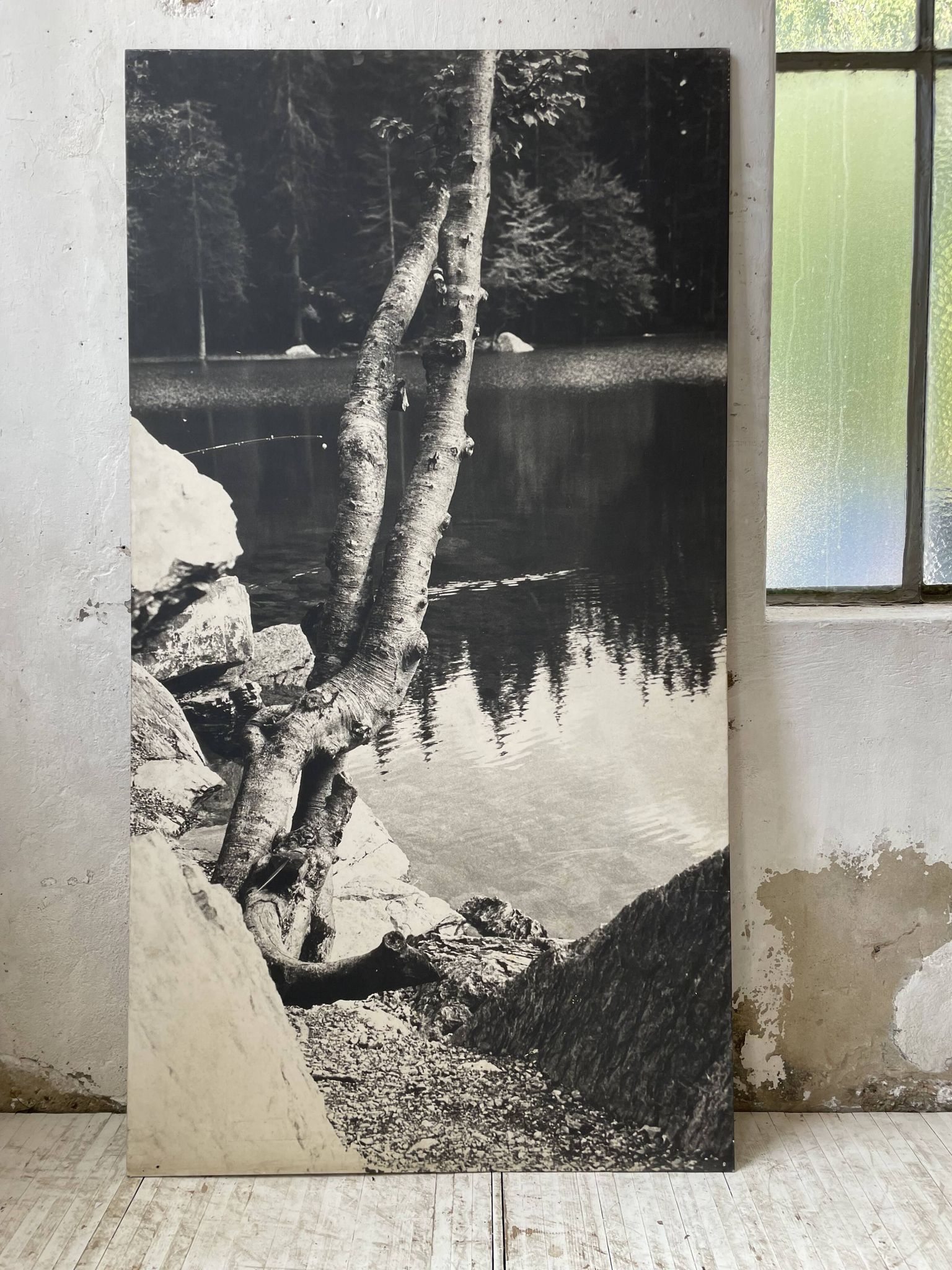 Ancienne photographie arbre noir et blanc XXL
