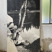 Ancienne photographie arbre noir et blanc XXL
