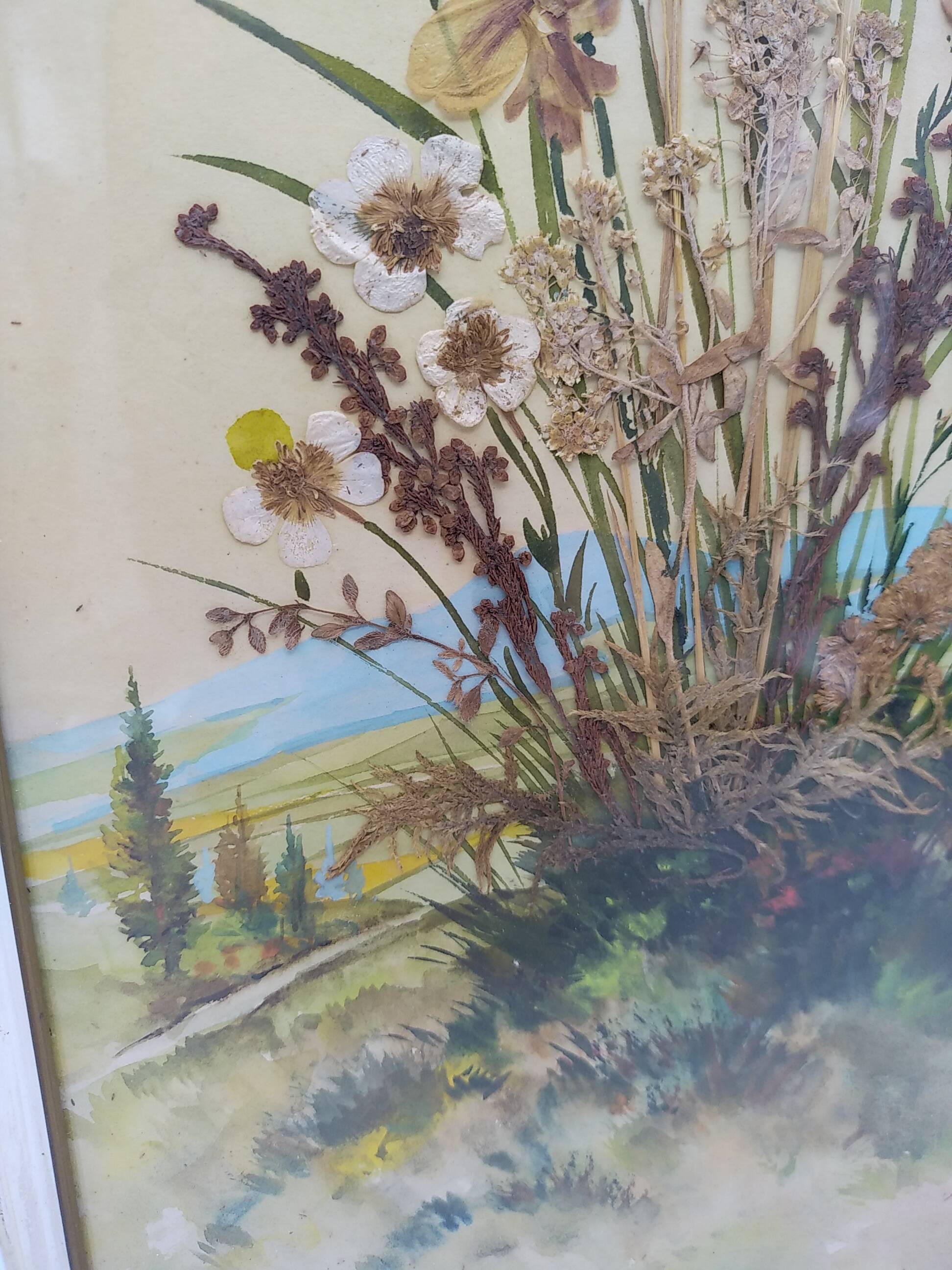Herbarium on watercolor. the 50's .