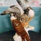 Birds couple of falcons Karl Ens