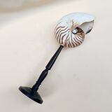 Large Tiger Nautilus shell on turned wooden base, old cabinet of curiosities