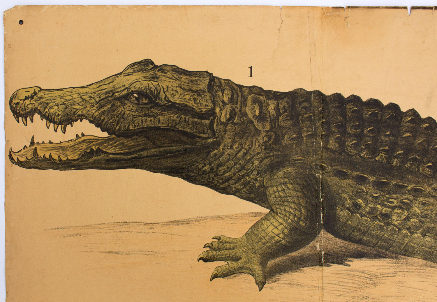 Displays educational crocodile 1893