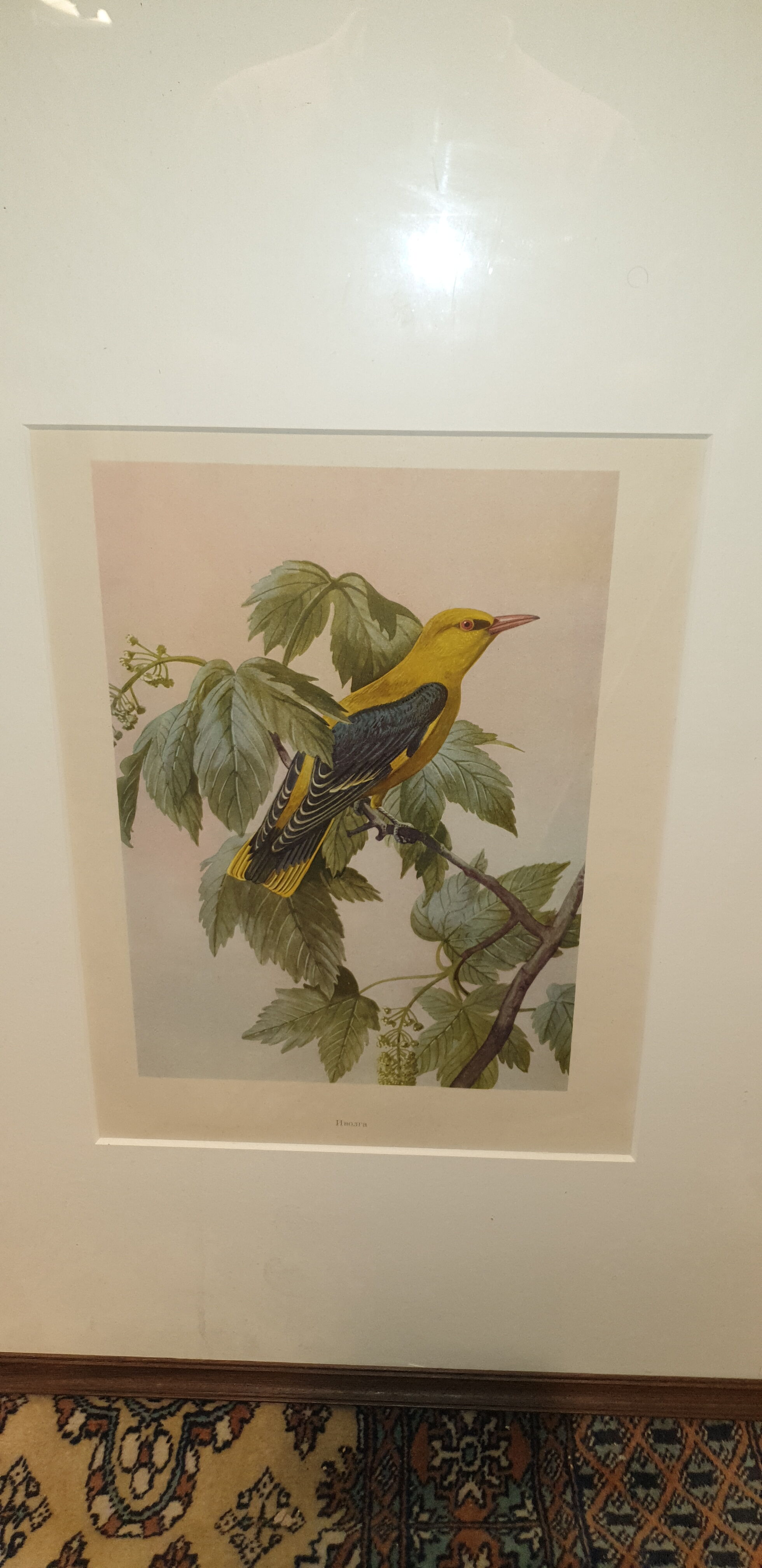 Ornithological engraving